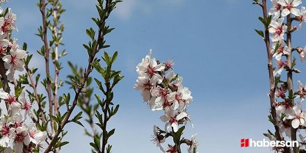 Afetin vurduğu Adıyaman'da ilkbahar renkleri ortama hakim oldu