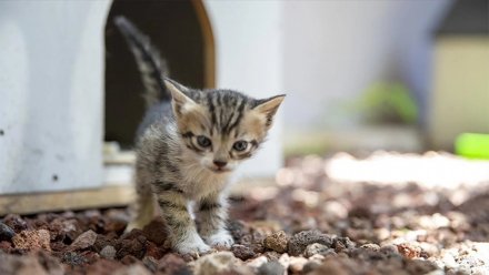 Kediler sıvı gibi akıyor: Esnekliği ve Vücut farkındalığı keşfedildi