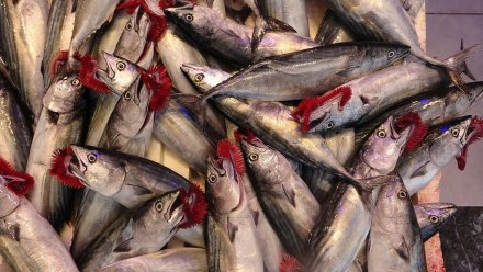 Palamut sezonu patladı: Fiyatlar yarıya düştü