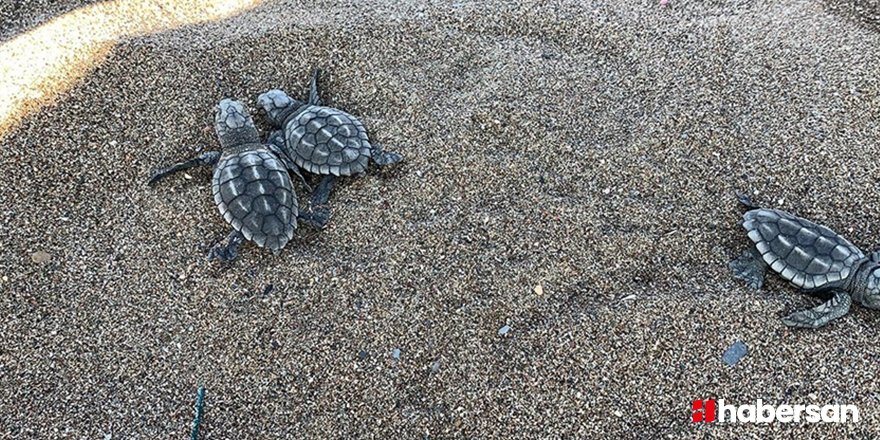 Bodrum'da olay! Biri daha parçalanmış halde bulundu!