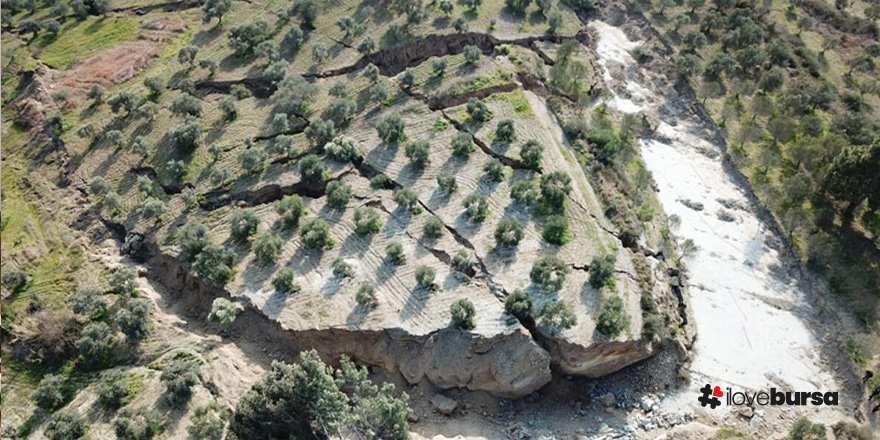 Hatay Defne ilçesine bağlı Çınarlı mahallesinde deprem etkisi git gide artıyor: zeytin bahçesi ikiye ayrıldı!