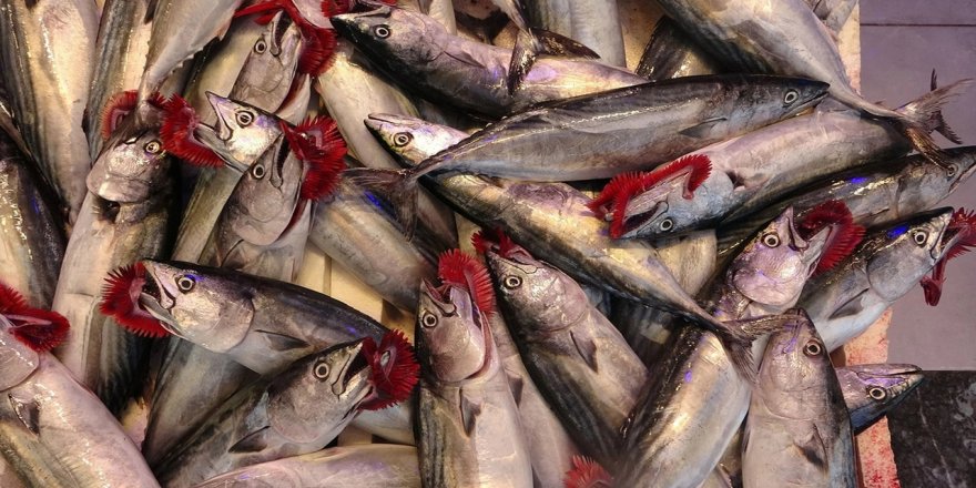 Palamut sezonu patladı: Fiyatlar yarıya düştü