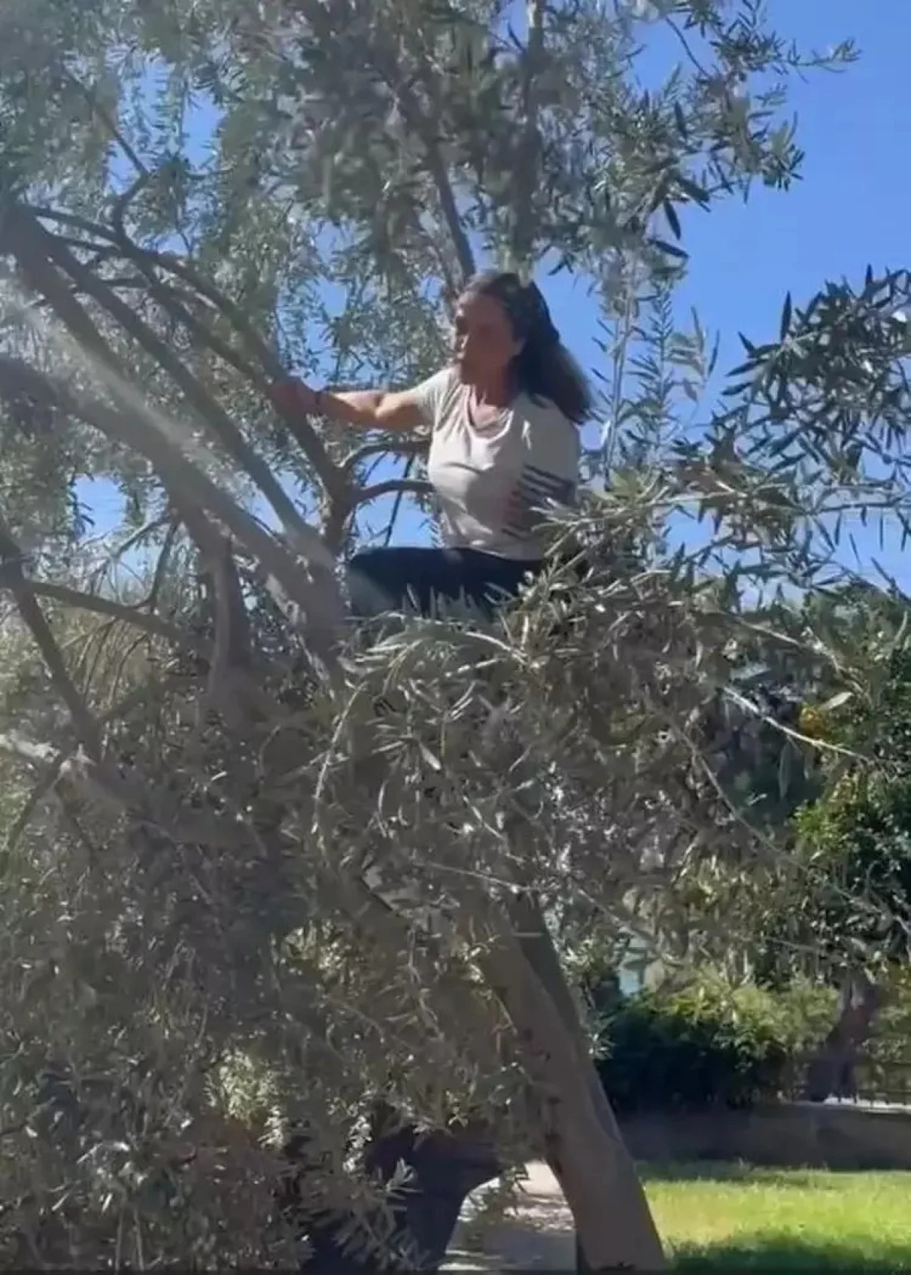 Hülya Avşar’dan Doğayla bütünleşen zeytin hasadı