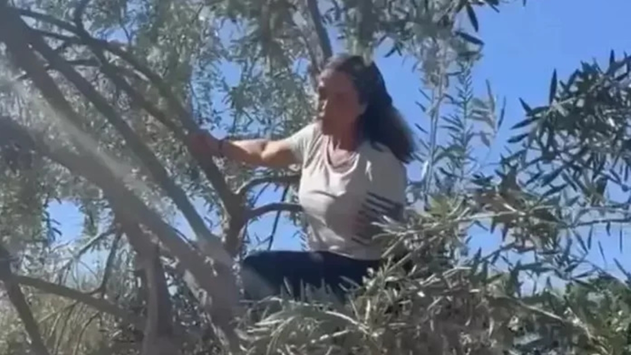 Hülya Avşar’dan Doğayla bütünleşen zeytin hasadı