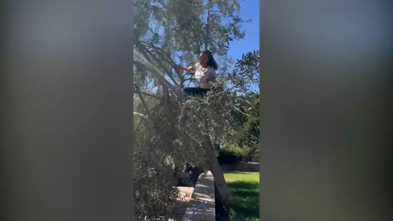 Hülya Avşar’dan Doğayla bütünleşen zeytin hasadı