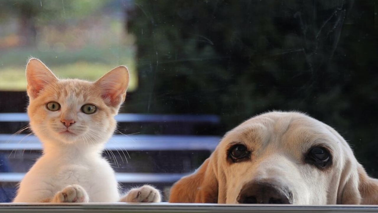 Köpek mi, Kedi mi? Evcil hayvan tercihinin psikolojik yüzleri