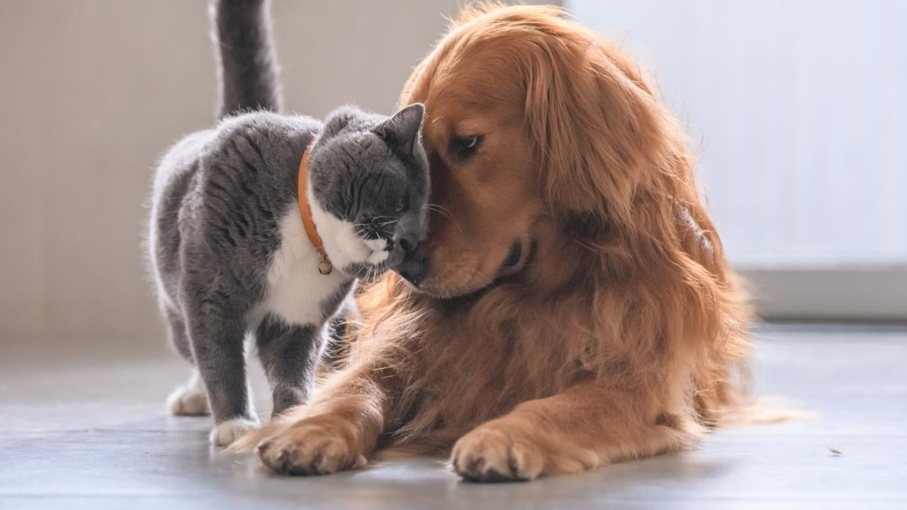 Köpek mi, Kedi mi? Evcil hayvan tercihinin psikolojik yüzleri