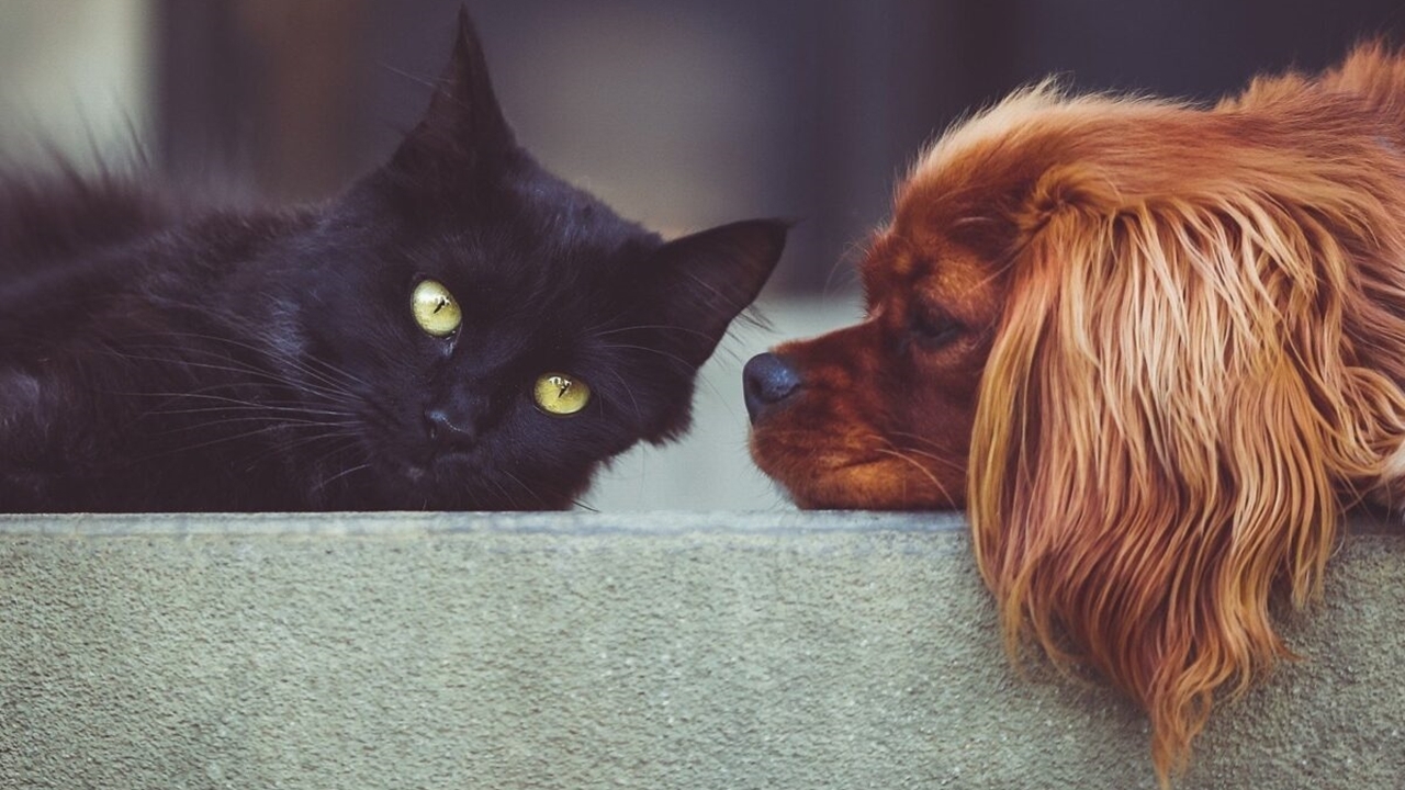 Köpek mi, Kedi mi? Evcil hayvan tercihinin psikolojik yüzleri