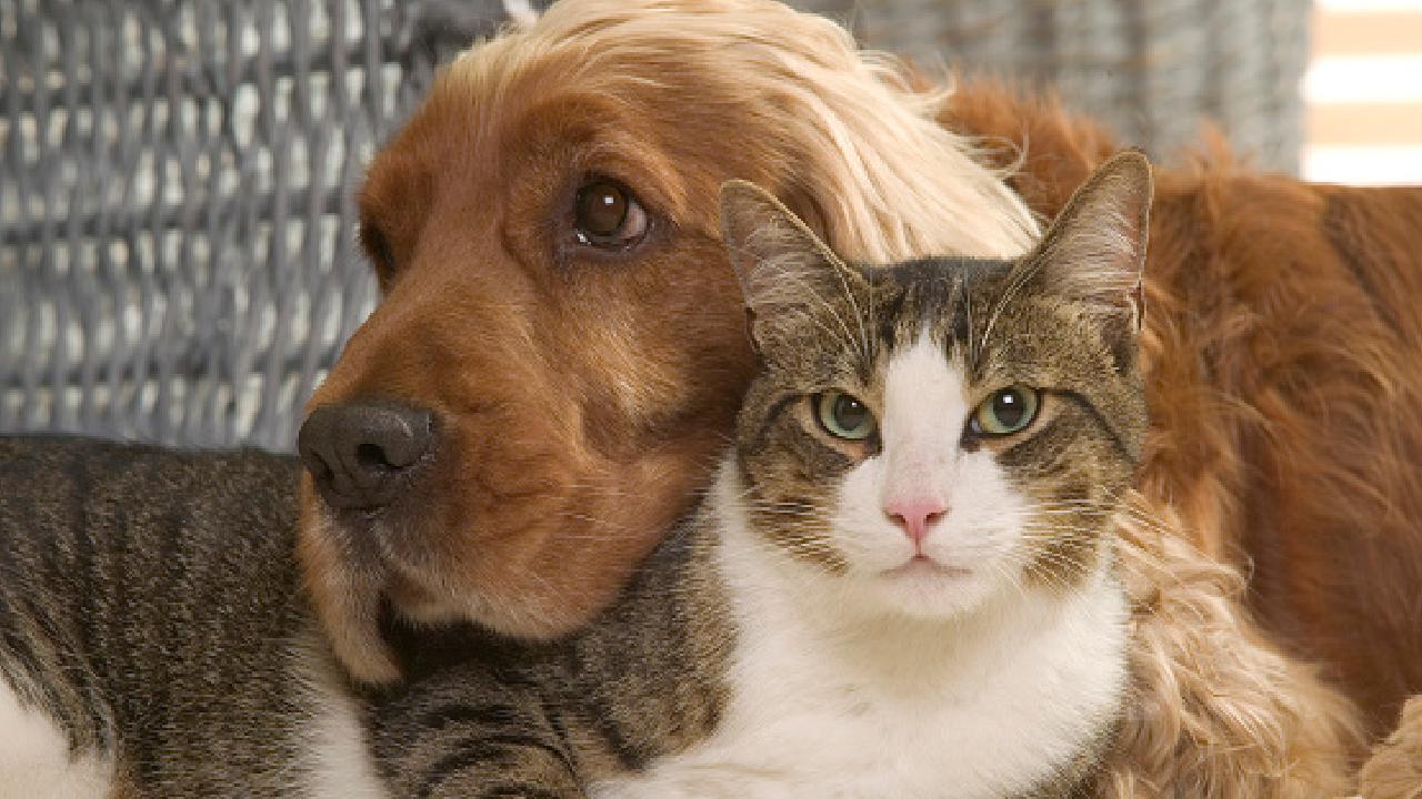 Köpek mi, Kedi mi? Evcil hayvan tercihinin psikolojik yüzleri