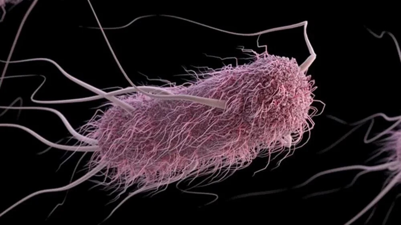 Korkutucu haber: E. Coli Salgını McDonald's'ta Patlak verdi